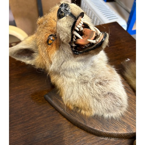 77 - Mounted taxidermy antique fox head and tail