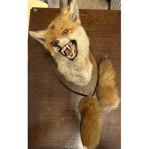 77 - Mounted taxidermy antique fox head and tail