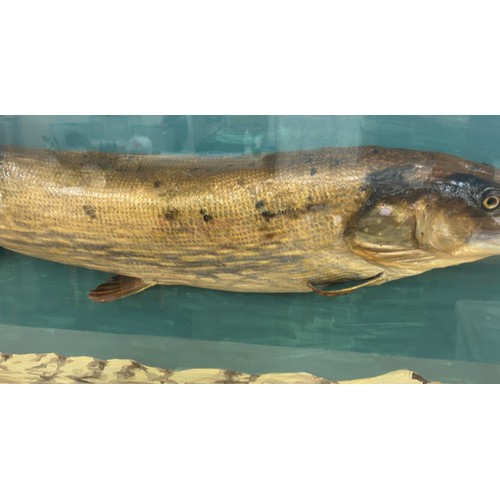 1 - Cased large Pike taxidermy by taxidermist Peter Spicer Leamington Spa, stone signed bottom right cor... 