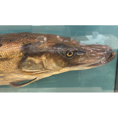 1 - Cased large Pike taxidermy by taxidermist Peter Spicer Leamington Spa, stone signed bottom right cor... 