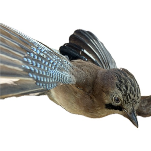 299 - Jay bird taxidermy on branch, no casing, approximate measurements: 17 inches