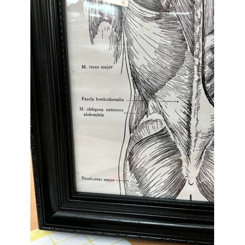 54 - Framed Human muscle pattern print on canvas, measures approximately 19 inches by 15 inches