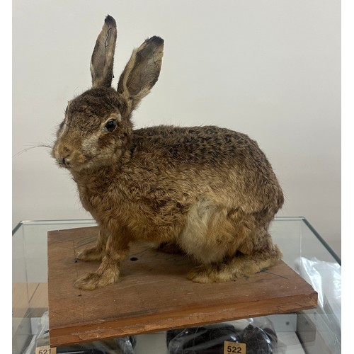 311 - Vintage taxidermy Hare measures approximately 13 inches wide by 16 tall