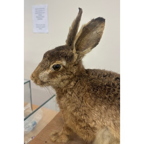 311 - Vintage taxidermy Hare measures approximately 13 inches wide by 16 tall