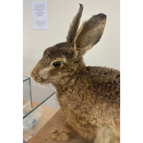 311 - Vintage taxidermy Hare measures approximately 13 inches wide by 16 tall