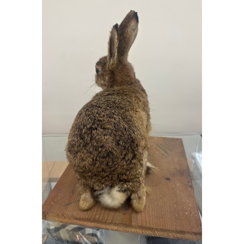 311 - Vintage taxidermy Hare measures approximately 13 inches wide by 16 tall