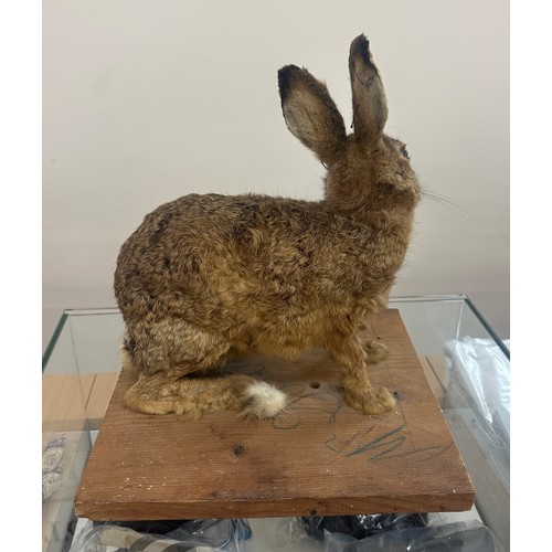 311 - Vintage taxidermy Hare measures approximately 13 inches wide by 16 tall