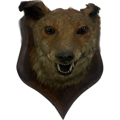 343 - Vintage taxidermy red fox head on a wall shield measures approx 8 inches wide x 11 tall