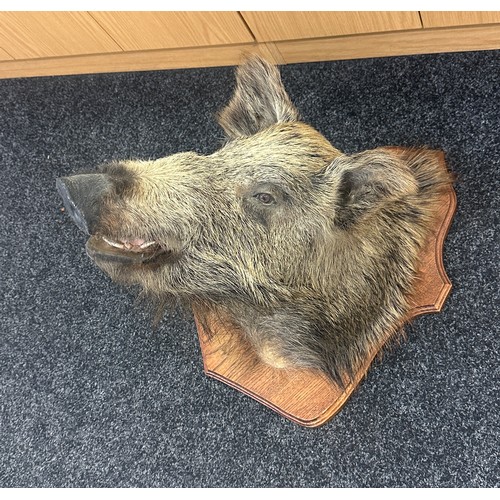 377 - Vintage Taxidermy Wild Boar Head measures approximately 23 inches tall x 22 wide