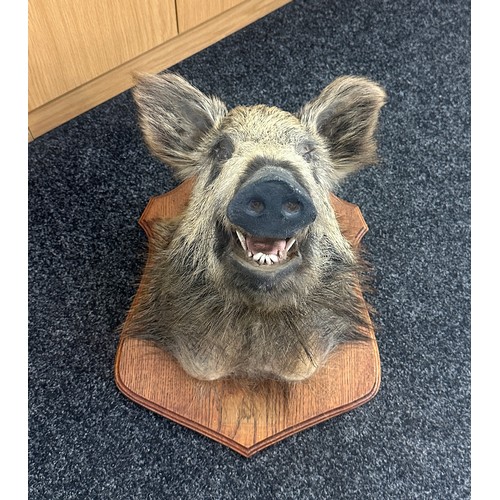 377 - Vintage Taxidermy Wild Boar Head measures approximately 23 inches tall x 22 wide