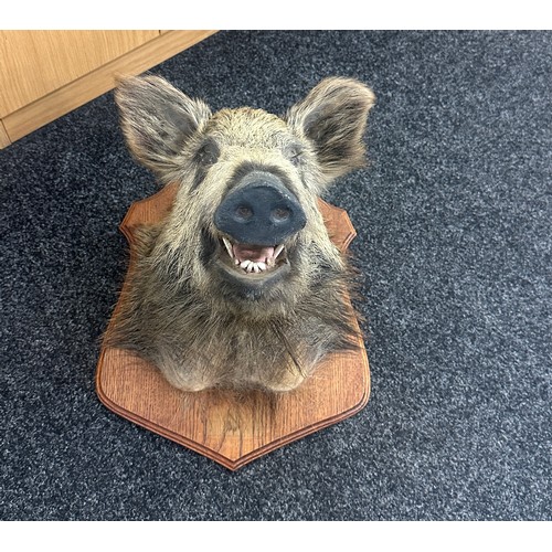 377 - Vintage Taxidermy Wild Boar Head measures approximately 23 inches tall x 22 wide