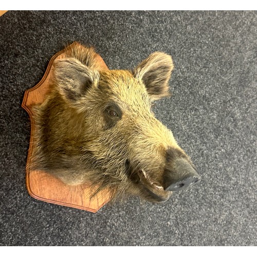 377 - Vintage Taxidermy Wild Boar Head measures approximately 23 inches tall x 22 wide