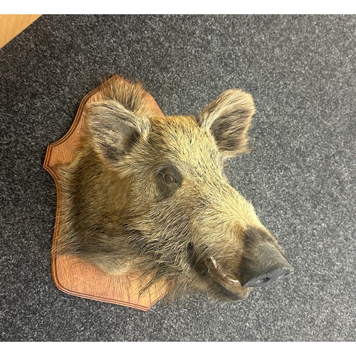 377 - Vintage Taxidermy Wild Boar Head measures approximately 23 inches tall x 22 wide