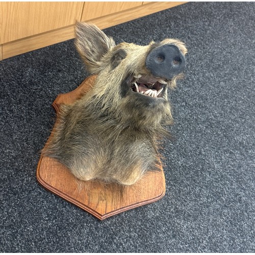 377 - Vintage Taxidermy Wild Boar Head measures approximately 23 inches tall x 22 wide