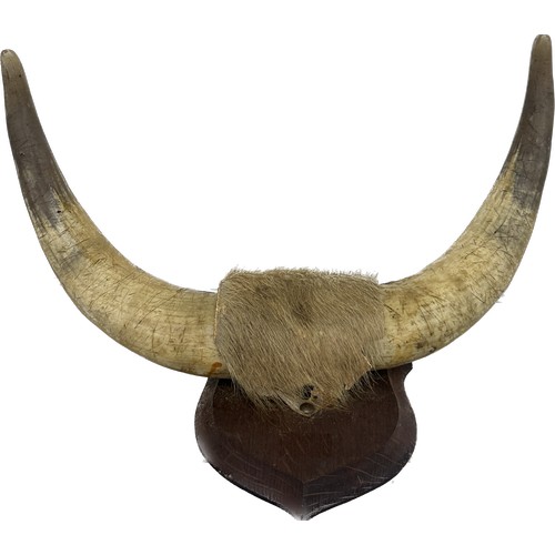 432 - A pair of authentic animal horns mounted on a wall plaque measures approximately 20 inches wide x 10... 