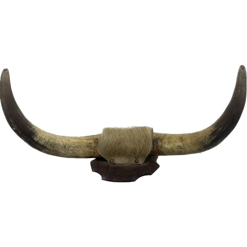 432 - A pair of authentic animal horns mounted on a wall plaque measures approximately 20 inches wide x 10... 