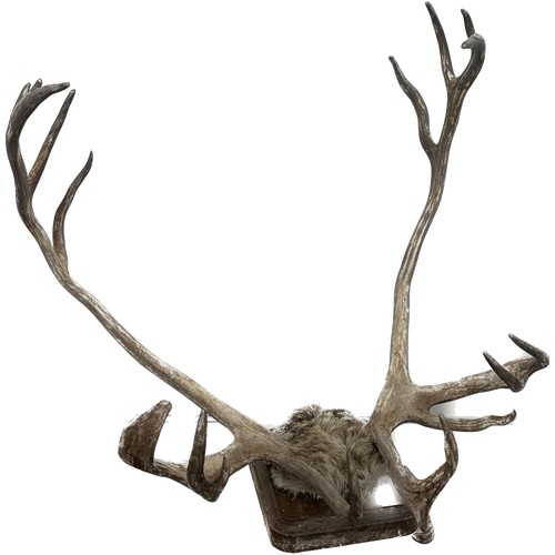 381 - Pair of authentic Stag horns measures approximately 22 inches wide x 18 tall