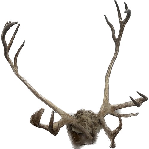 381 - Pair of authentic Stag horns measures approximately 22 inches wide x 18 tall