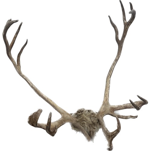 381 - Pair of authentic Stag horns measures approximately 22 inches wide x 18 tall