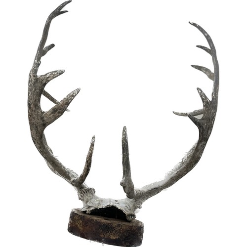 382 - Pair of large authentic Stag horns mounted on a wall plaque measures approximately 28 inches long x ... 