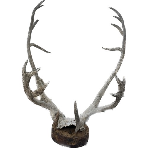 382 - Pair of large authentic Stag horns mounted on a wall plaque measures approximately 28 inches long x ... 