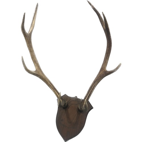 383 - Pair of authentic Reindeer horns on a mounted wall plaque measures approximately 20 inches wide x 23... 