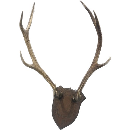 383 - Pair of authentic Reindeer horns on a mounted wall plaque measures approximately 20 inches wide x 23... 