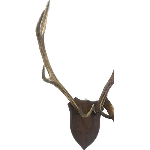 383 - Pair of authentic Reindeer horns on a mounted wall plaque measures approximately 20 inches wide x 23... 