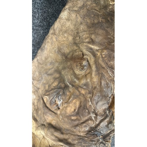 176 - Vintage authentic bear skin measures approximately 72 inches long x 64 wide
In need of restoration