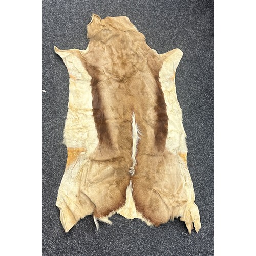 463 - Vintage authentic animal skin measures approximately 45 inches long x 23 wide