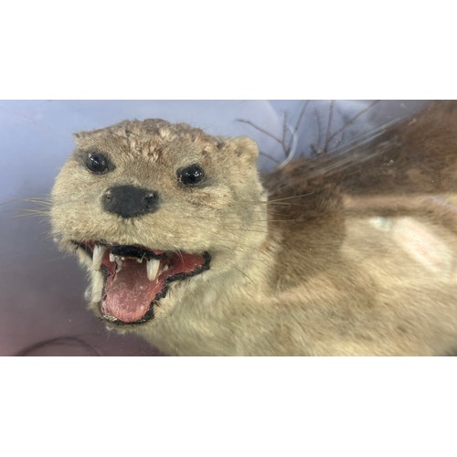 380 - Cased Otter taxidermy measures approximately 38 inches wide x 30 tall x 11 deep