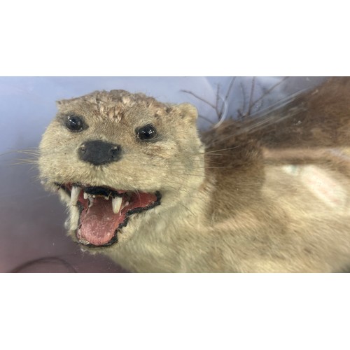 380 - Cased Otter taxidermy measures approximately 38 inches wide x 30 tall x 11 deep