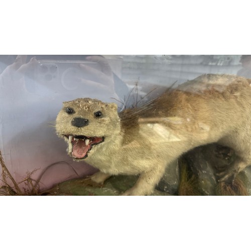 380 - Cased Otter taxidermy measures approximately 38 inches wide x 30 tall x 11 deep