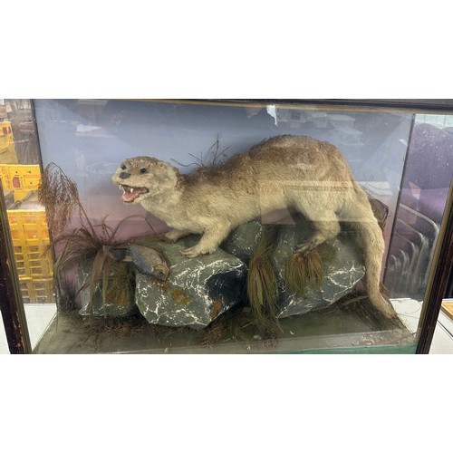 380 - Cased Otter taxidermy measures approximately 38 inches wide x 30 tall x 11 deep