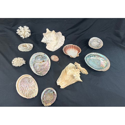 92 - Selection of sea shells and coral