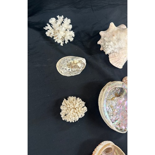 92 - Selection of sea shells and coral