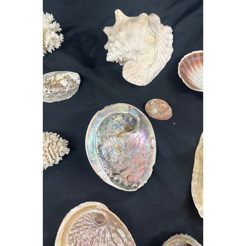 92 - Selection of sea shells and coral