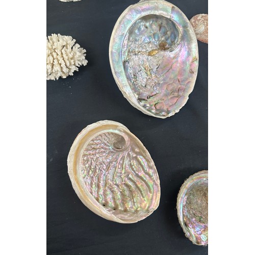 92 - Selection of sea shells and coral