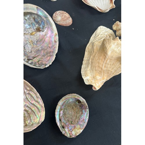 92 - Selection of sea shells and coral