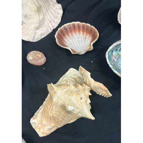 92 - Selection of sea shells and coral