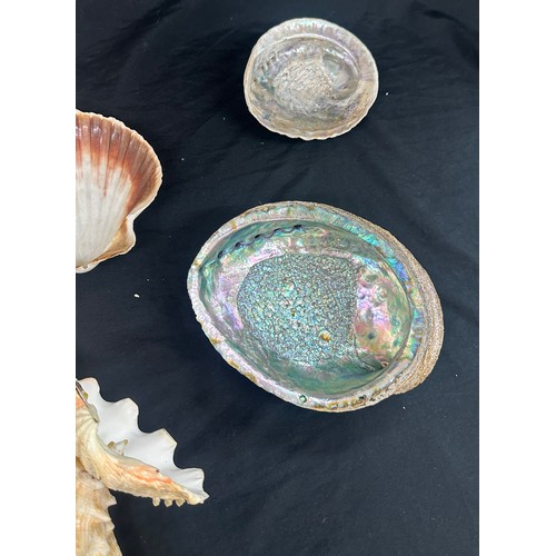 92 - Selection of sea shells and coral