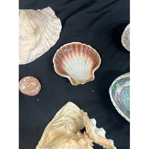 92 - Selection of sea shells and coral