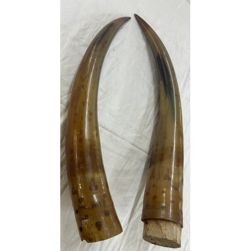 281 - Pair of vintage horns approximate length 19 inches