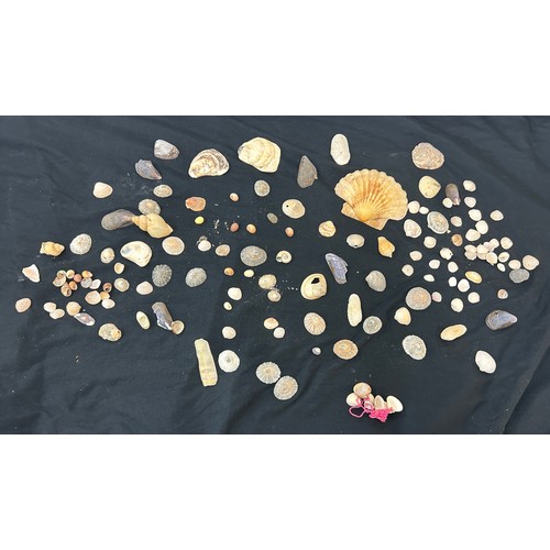 55 - Selection of assorted sea shells various sizes