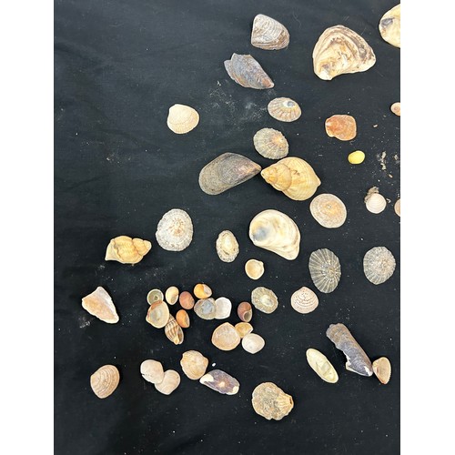 55 - Selection of assorted sea shells various sizes