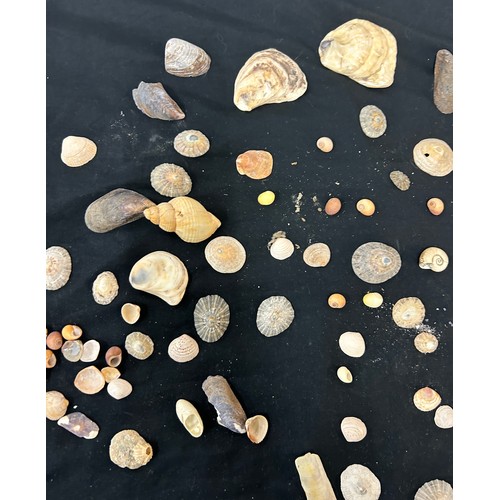 55 - Selection of assorted sea shells various sizes