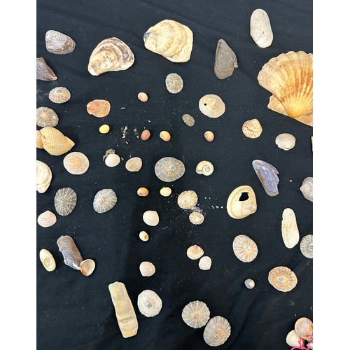 55 - Selection of assorted sea shells various sizes