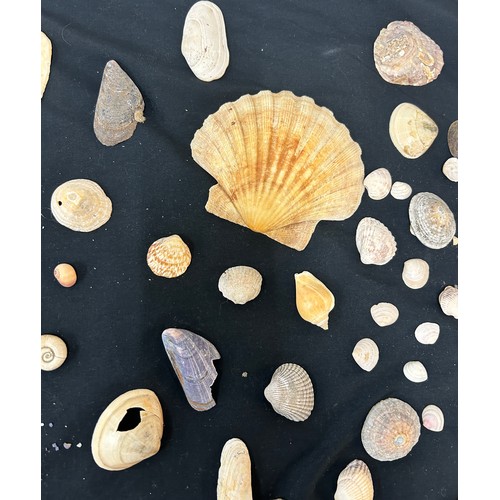 55 - Selection of assorted sea shells various sizes