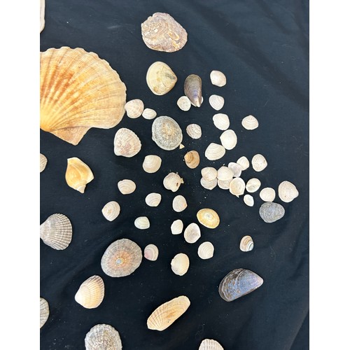 55 - Selection of assorted sea shells various sizes