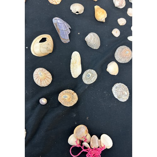 55 - Selection of assorted sea shells various sizes